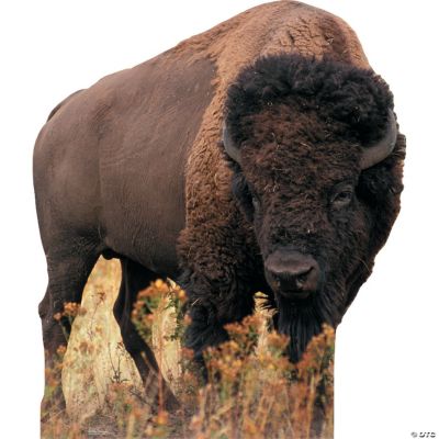 Bison Stand-Up