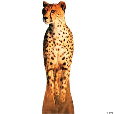 Cheetah Stand-Up