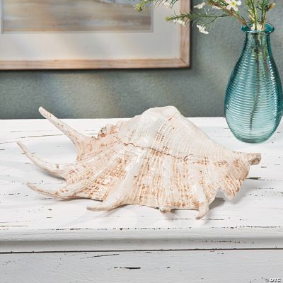 Brown Seashell Table Décor
