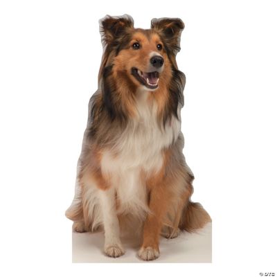Collie Dog Stand-Up