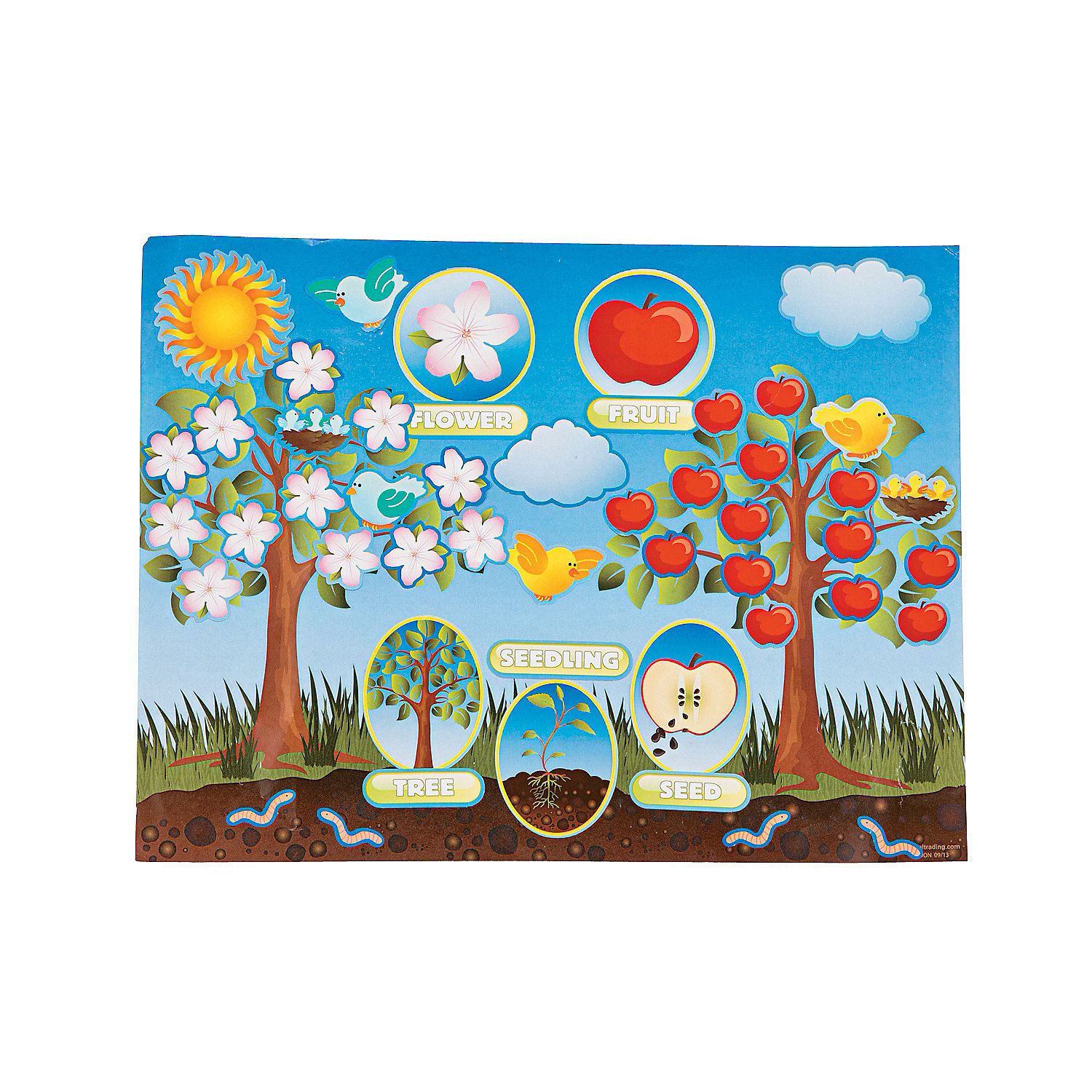 Life Cycle of An Apple Sticker Scenes - Oriental Trading1500 x 1500