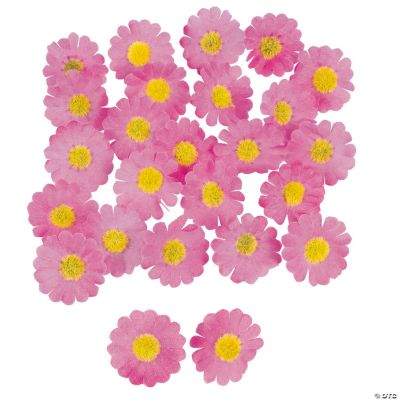 Pink Daisies
