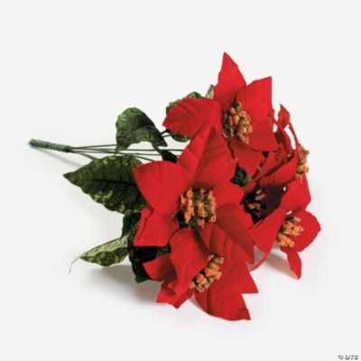 Red Poinsettia Bushes