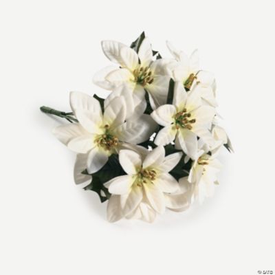 White Poinsettia Bushes