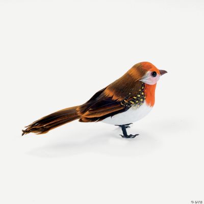 Brown Birds