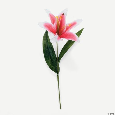 Pink Lily Flowers