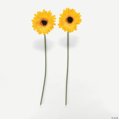 Yellow Gerber Daisies