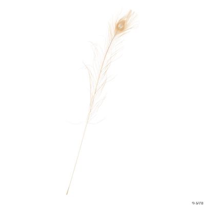 Large White Peacock Feathers