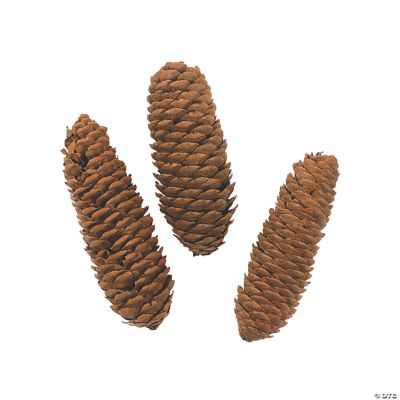 Large Pinecones