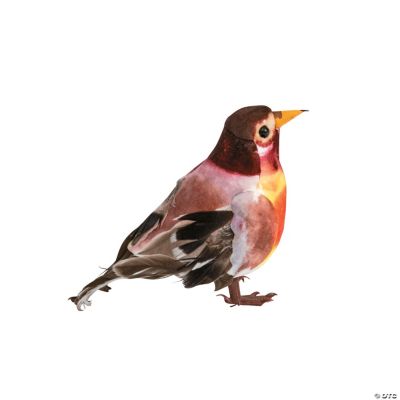 Robin Birds