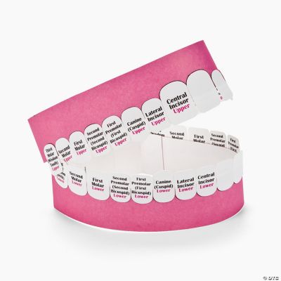 24 Teeth Models Craft Kit