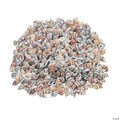 Natural Shell Bead Assortment - 3/4"