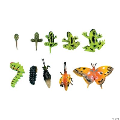 Learning Life Cycle Set