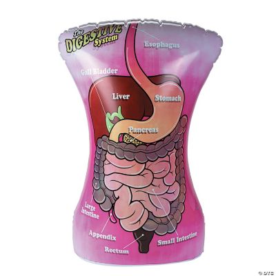 Inflatable Digestive Torso
