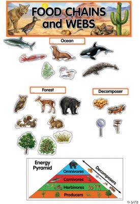 pictures diagrams of foodchains in the kalahari dessert for grade 5 learners