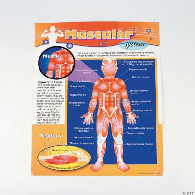 6 Pc. Human Body Learning Chart Set