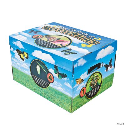 3 Bug Life Cycle Storage Boxes