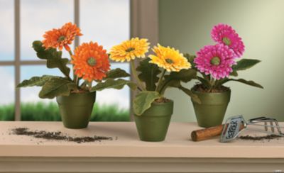 Gerbera Daisies