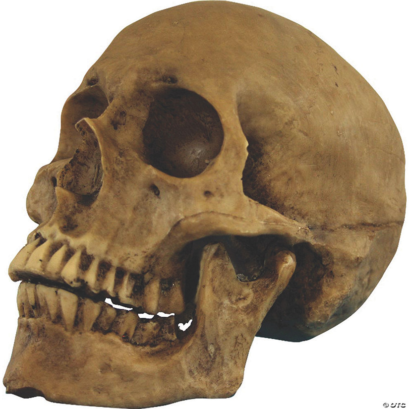 5 1/2" Small Skull Resin Cranium Halloween Decoration Image