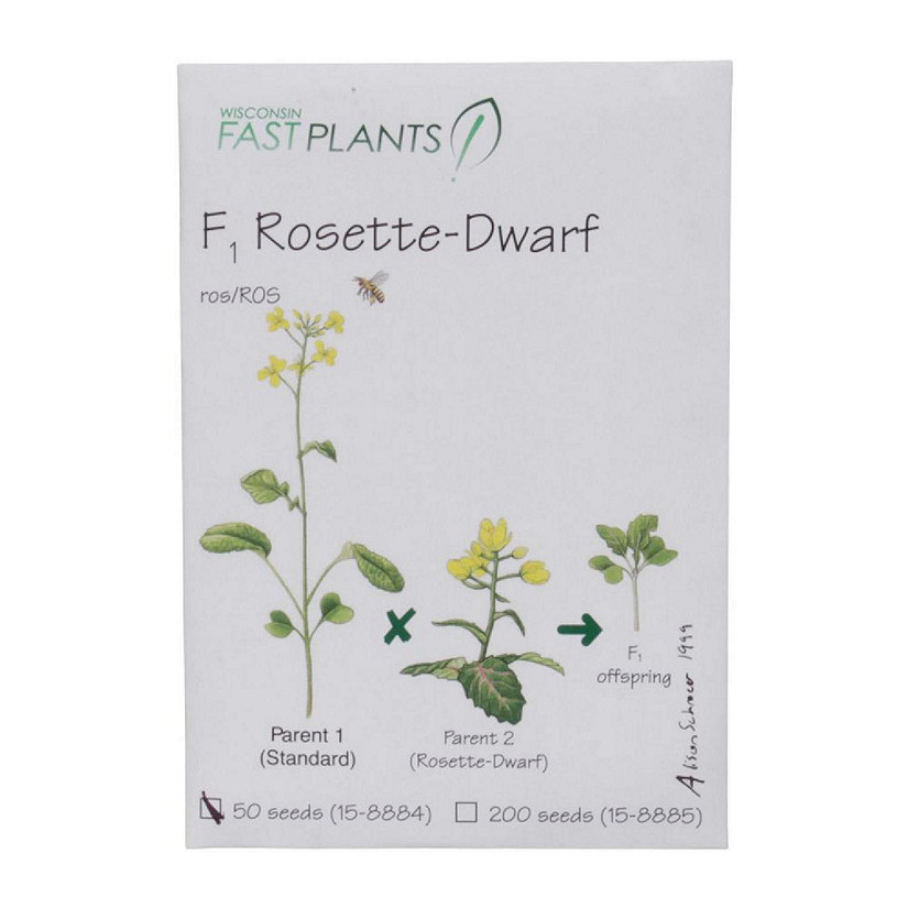 Brassica rapa (Wisconsin Fast Plants  ), F1 Rosette-Dwarf, Pack 50 Image