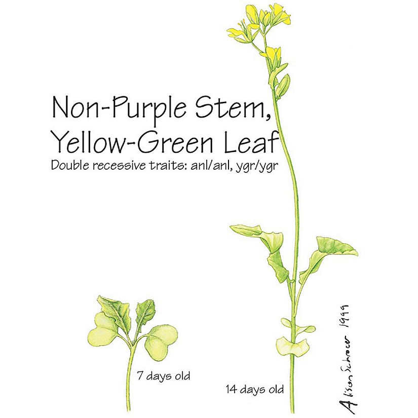 Brassica rapa (Wisconsin Fast Plants  ), Non-Purple Stem Yellow-Green Leaf Seed, Pack 50 Image