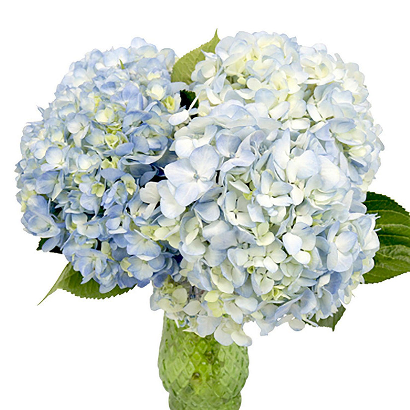 Bulk Flowers Fresh Bicolor White and Blue Hydrangea Image