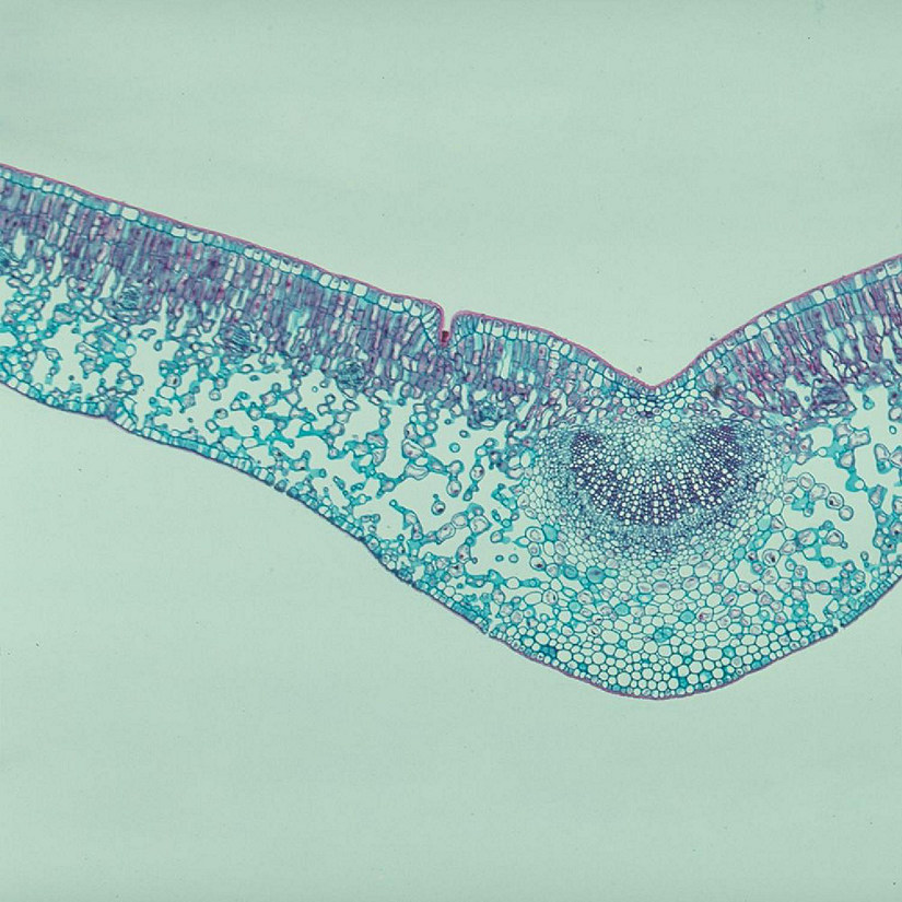 Carolina Biological Supply Company Animal and Plant Cells Microscope Slide Set Image