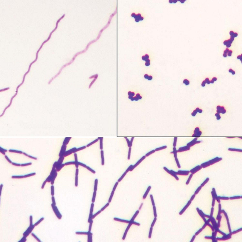 Carolina Biological Supply Company Bacteria Types Slide, Separate Smears, Gram Stain Image