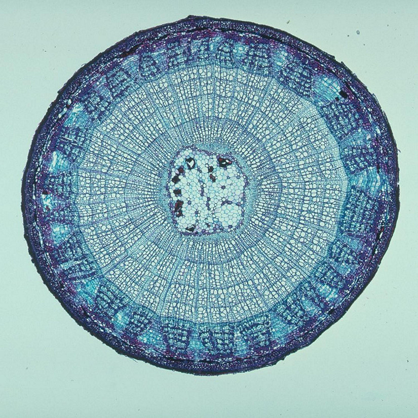 Carolina Biological Supply Company Basswood Older Stem, c.s., 12 &#181 m Microscope Slide Image