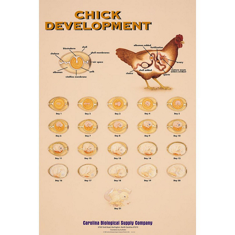 Carolina Biological Supply Company Chick Development Chart Image