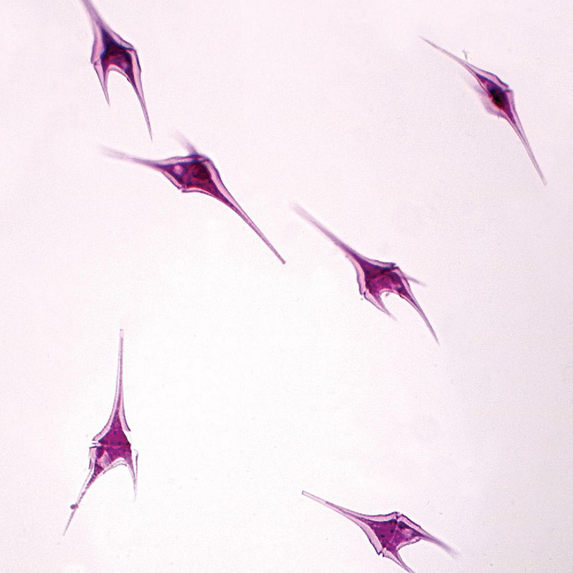Carolina Biological Supply Company Dinoflagellates Slide, w.m. Image