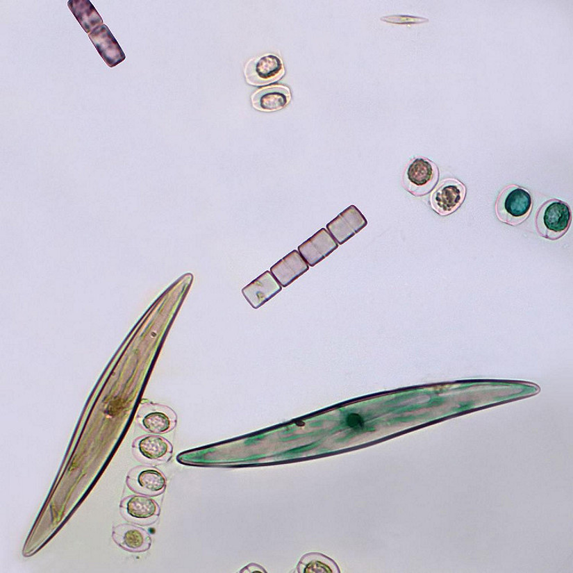 Carolina Biological Supply Company Freshwater and Marine Diatoms Slide, w.m. Image
