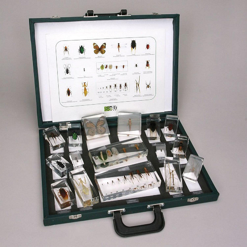 Carolina Biological Supply Company Insect Collection Set 1, Plastomount Mounted Image