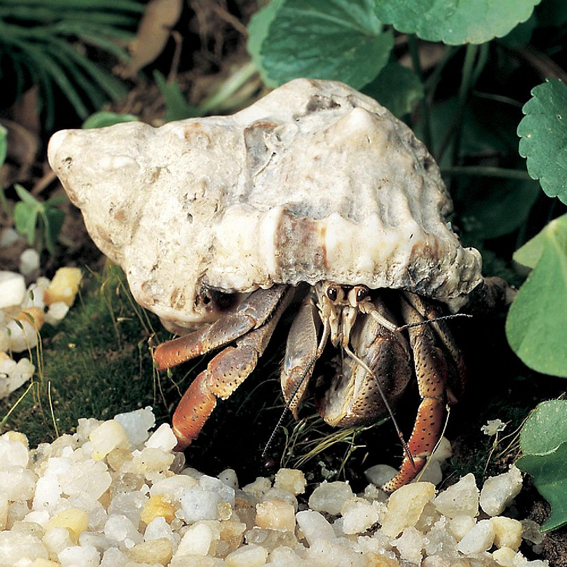 Carolina Biological Supply Company Land Hermit Crab, Living, Pack of 3 Image