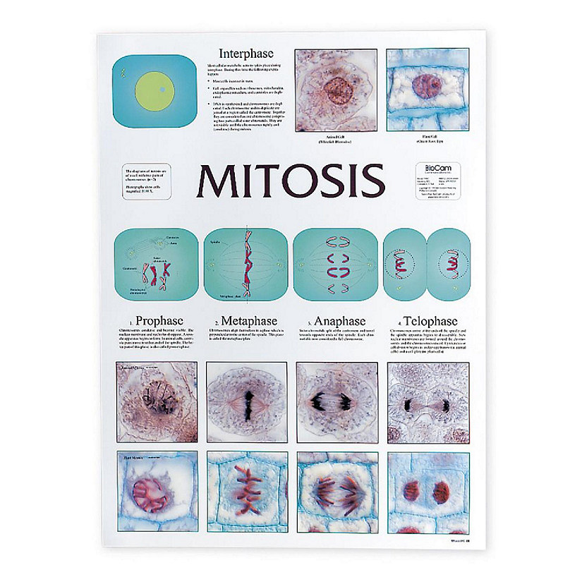 Carolina Biological Supply Company Mitosis Cell Division Chart Image