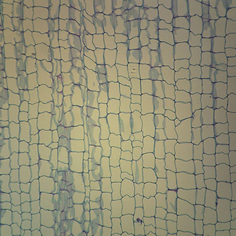 Carolina Biological Supply Company Parenchyma Tissue, sec., 12 &#181 m Microscope Slide Image