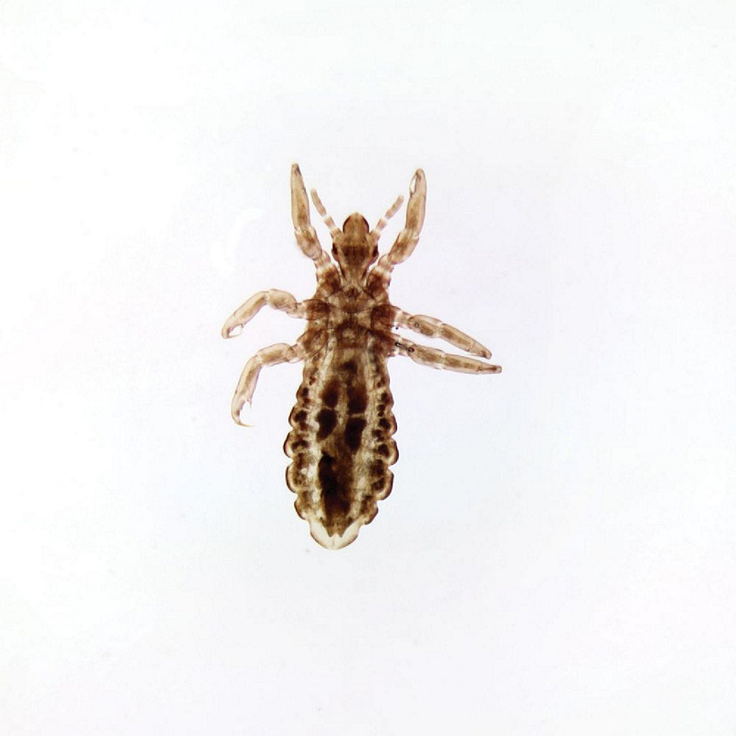 Carolina Biological Supply Company Pediculus humanus capitis, w.m. Microscope Slide Image