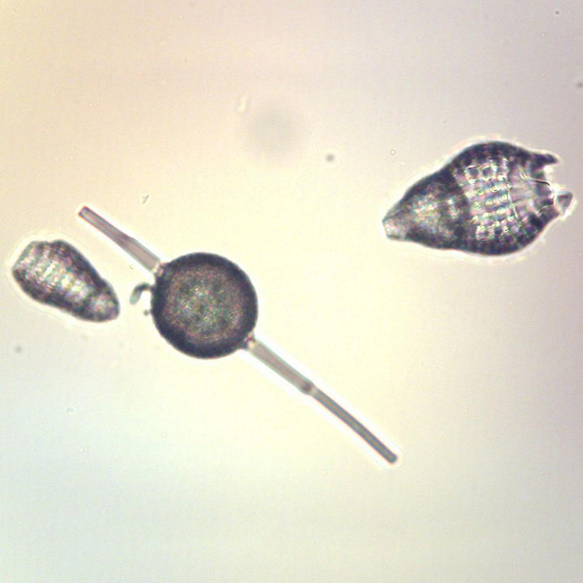 Carolina Biological Supply Company Radiolaria Slide, w.m. Image