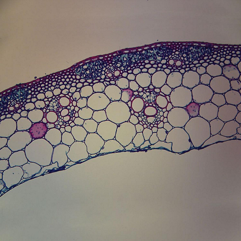 Carolina Biological Supply Company Sclerenchyma Tissue, c.s., 12 &#181 m Microscope Slide Image