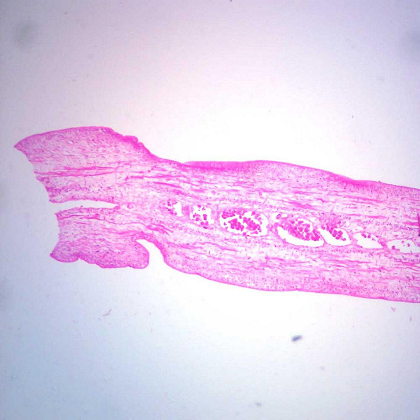 Carolina Biological Supply Company Taenia pisiformis Mature Proglottid, c.s. Microscope Slide Image
