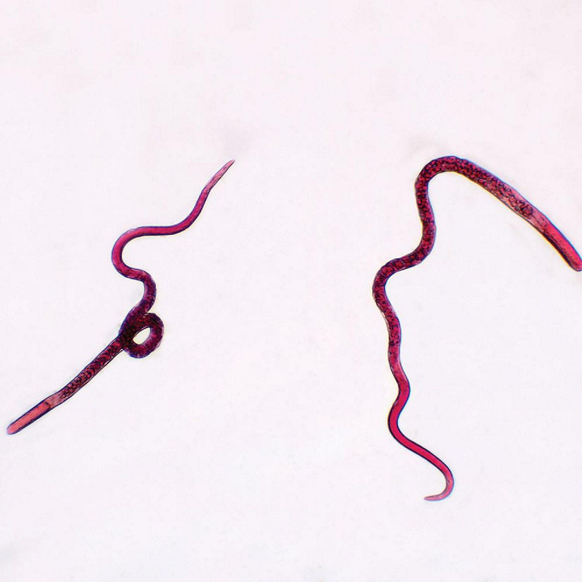 Carolina Biological Supply Company Trichinella spiralis Female, w.m. Microscope Slide Image