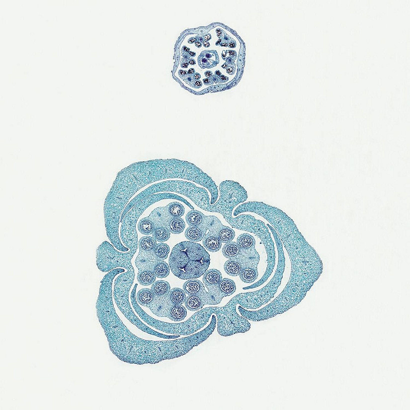 Carolina Biological Supply Company Typical Monocot and Dicot Flower Buds, c.s. 12 &#181 m Microscope Slide Image