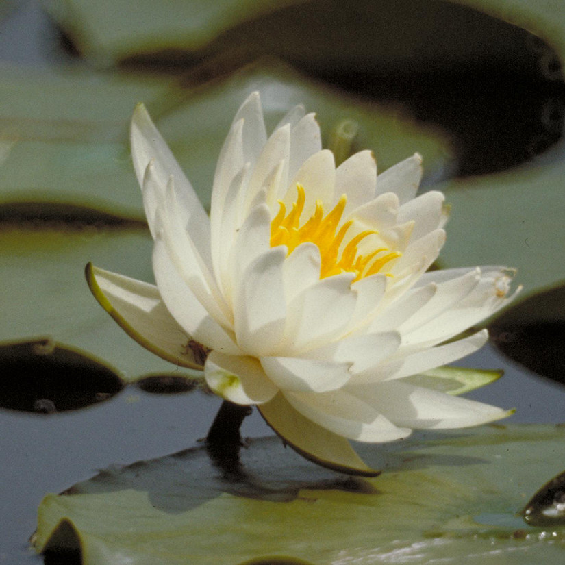 Carolina Biological Supply Company Water Lily, Living Image