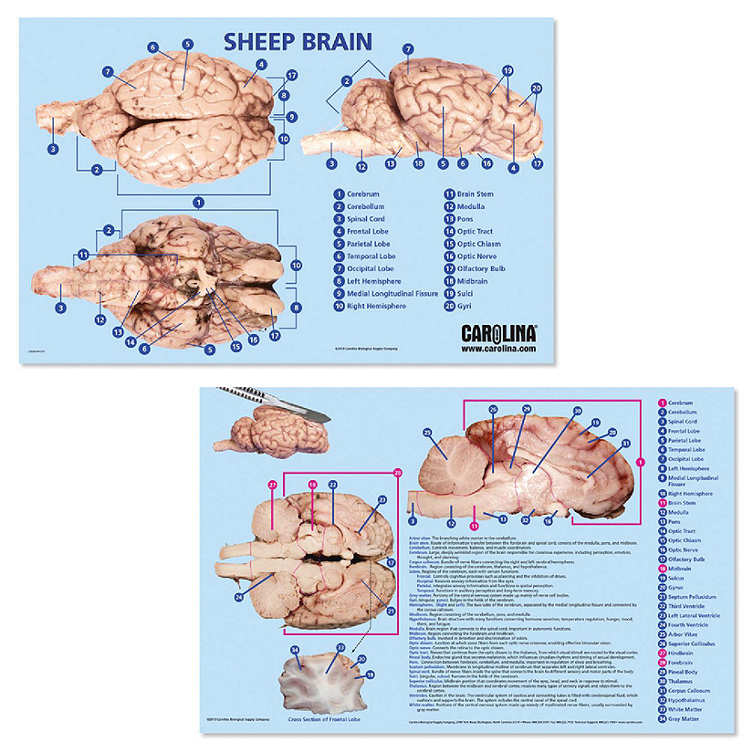 Carolina   Brain Dissection Mat Image