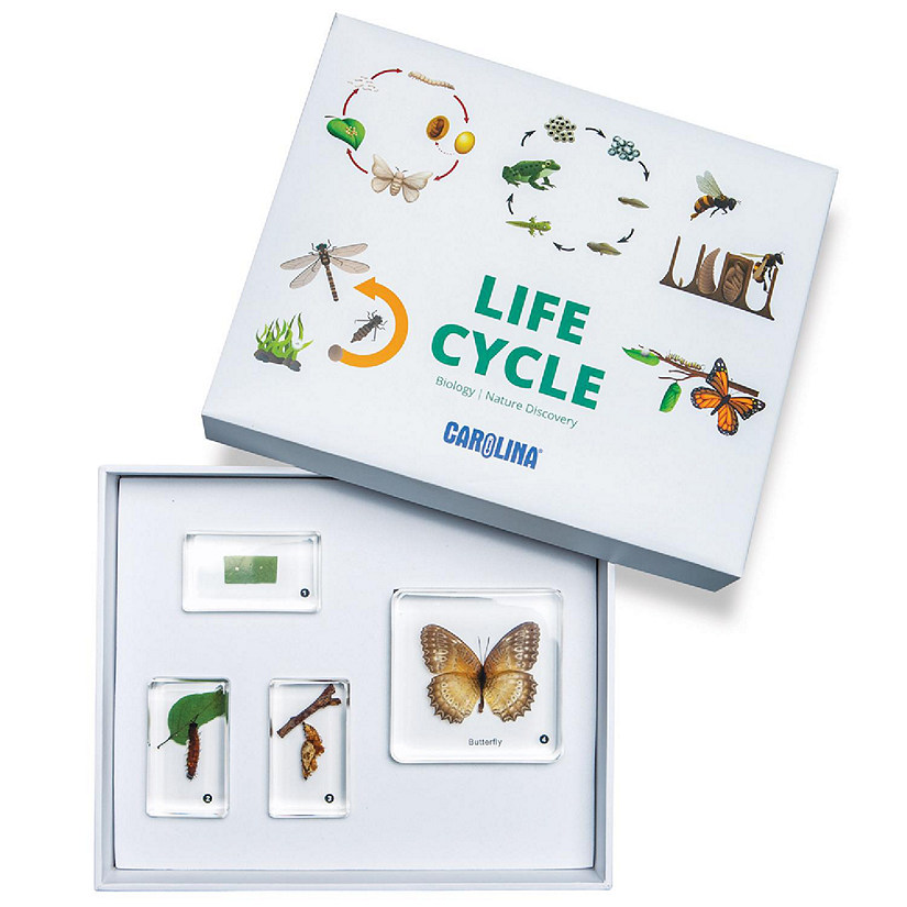 Carolina   Butterfly Life Cycle Set Image