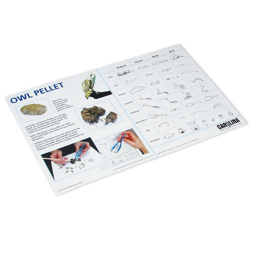 Carolina   Owl Pellet Dissection Mat Image