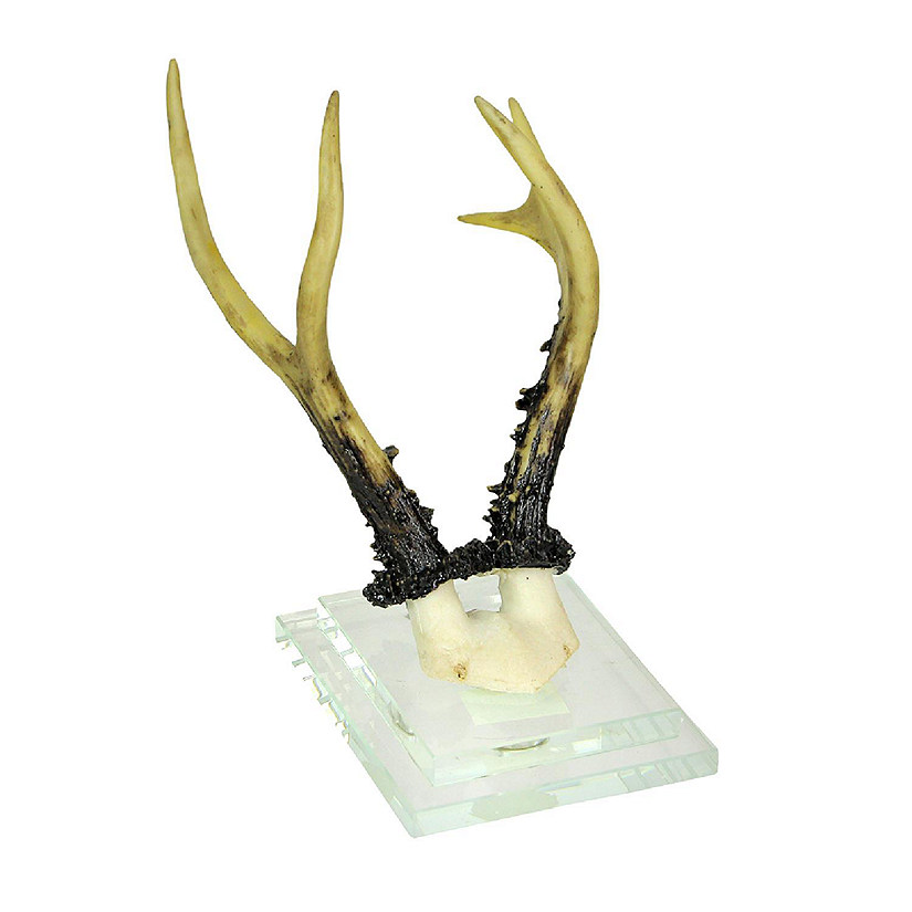 Contrast Alpine Chamois Horns Replica Glass Backed Wall Hanging Image