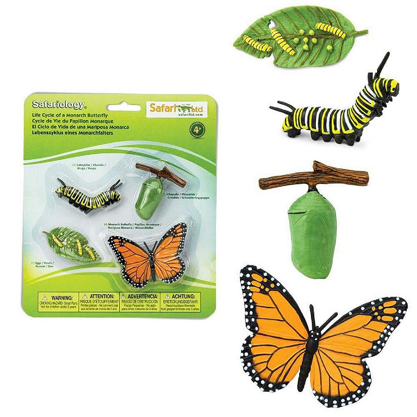 Safari Life Cycle of a Monarch Butterfly Image