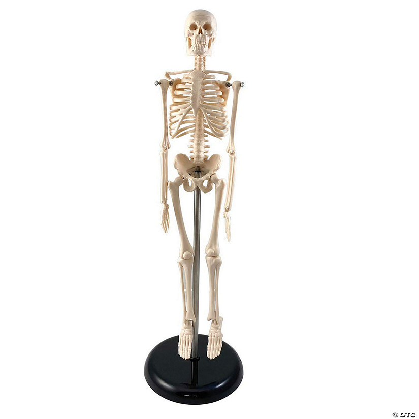 Supertek Human Skeleton Model with Key, 17" Image