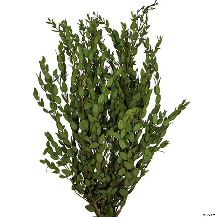 Vickerman 24-32" Green Parvafolia. 5oz Bundle.  Preserved Image